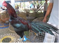 ไก่อุดมทัศนีย์