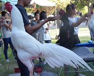 ไก่อุดมทัศนีย์