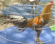 ไก่อุดมทัศนีย์