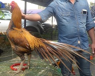 ไก่อุดมทัศนีย์